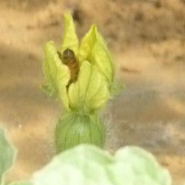 蜂が受粉してくれます