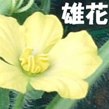 雄花開花