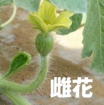 雌花開花