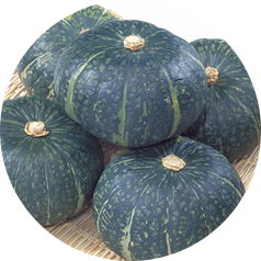 丸朝の主要野菜南瓜
