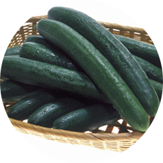 丸朝の主要野菜きゅうり