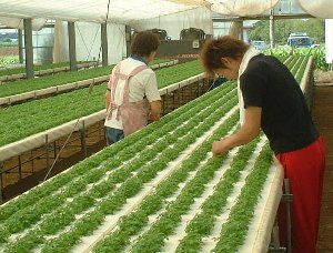 丸朝の主要野菜 糸みつば