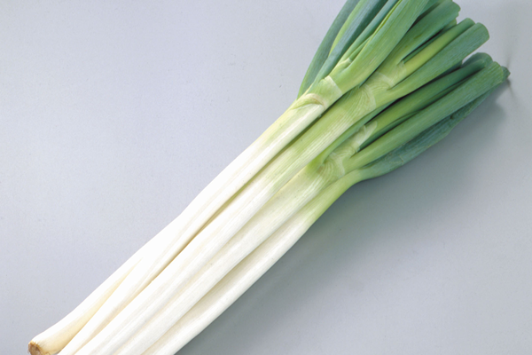 丸朝の主要野菜 ネギ