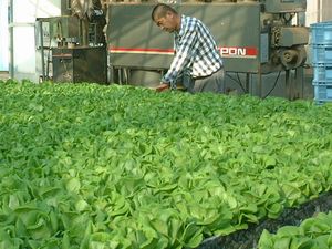 丸朝の主要野菜 サラダ菜・サンチュ