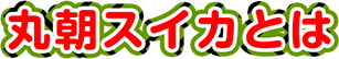 丸朝のスイカとは